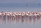 colonyof lesser flamingos